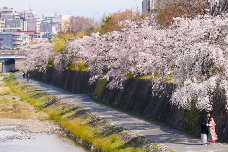 鴨川の桜