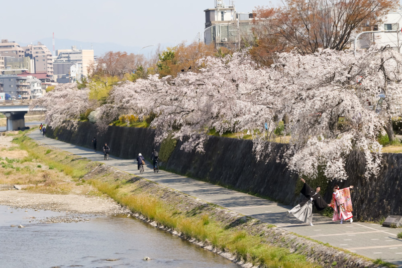 ドカンと桜並木！