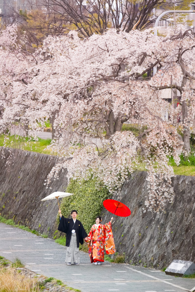 鴨の河原の桜を二人じめ（笑）