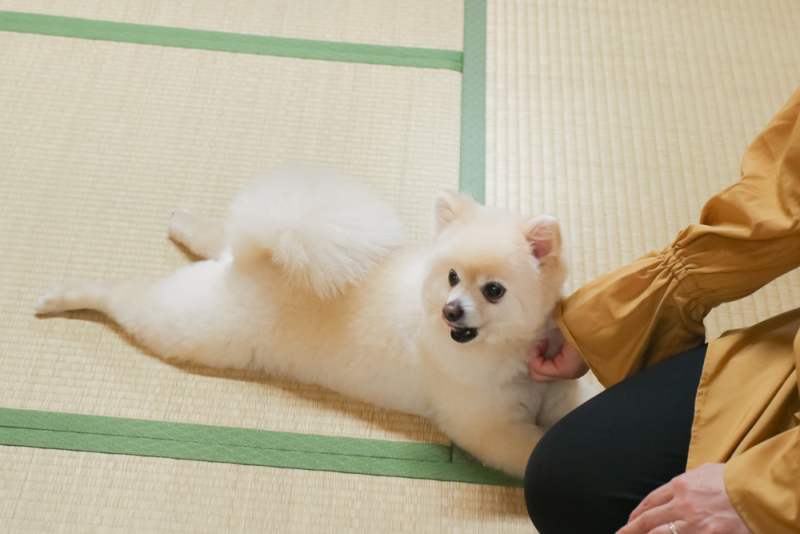 ペット撮影もＯＫ！