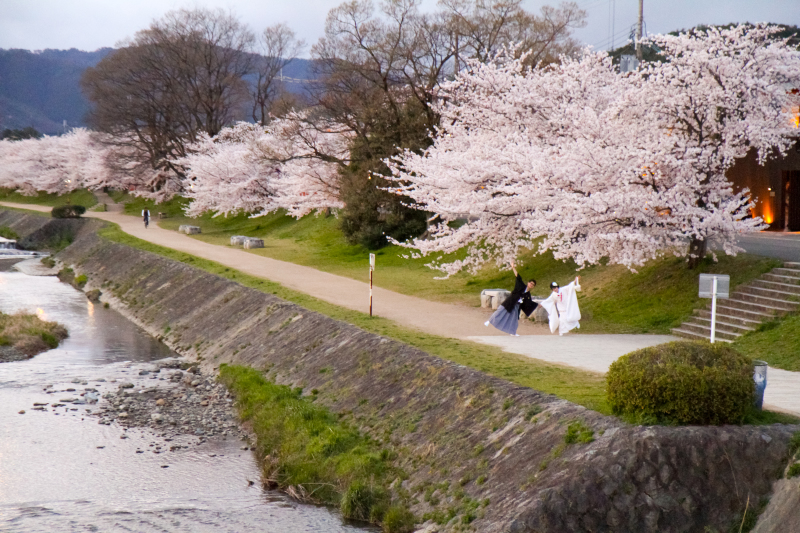 締めは賀茂川の桜！