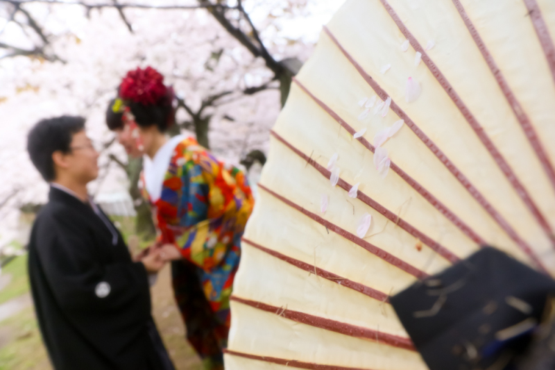 和傘に桜吹雪！