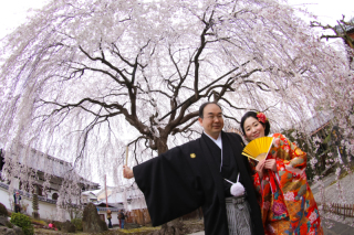 さくら尽くし！