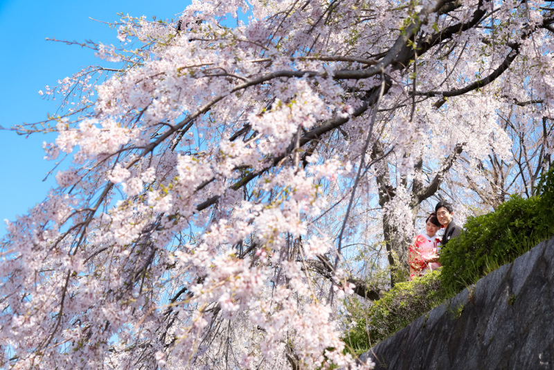 春、桜の前撮は素敵です！