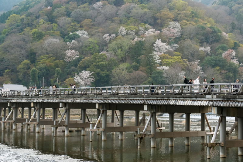 東の桜の鴨川からの西の嵐山!(笑)