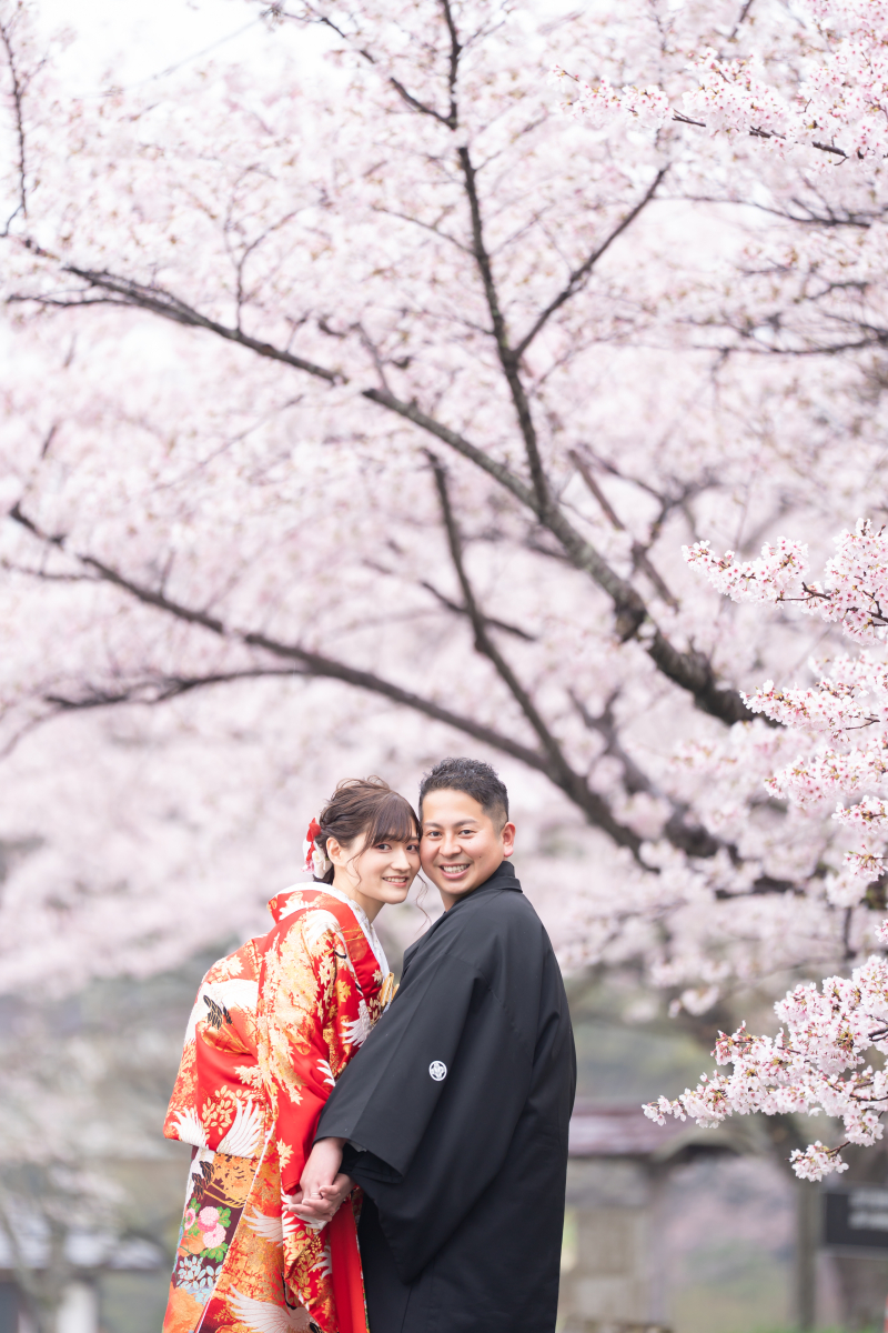 桜ロケ