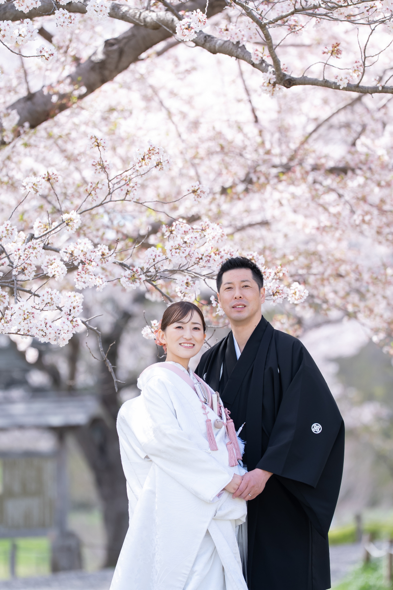 桜ロケ