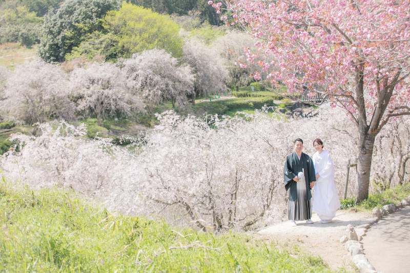 しだれ桜と牡丹桜