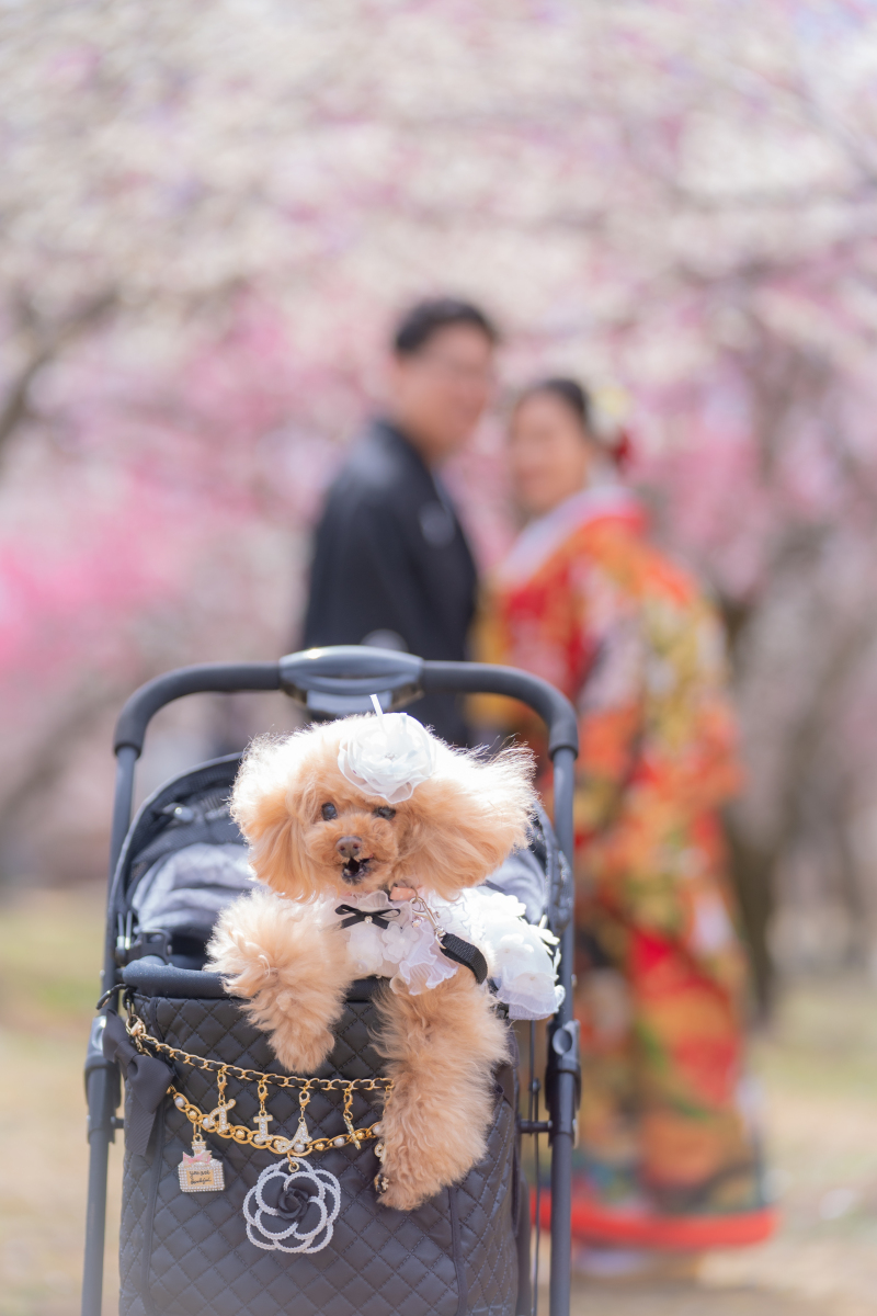 わんちゃんも一緒♡