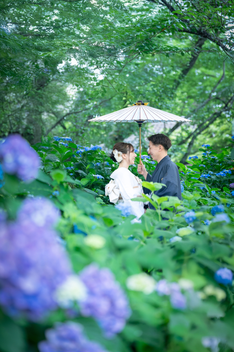 紫陽花