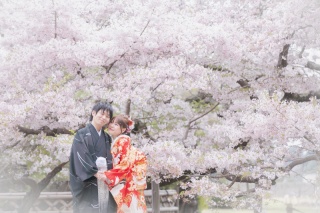 小貫写真館 Paseo nuevo水戸_春ロケーション桜