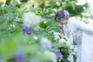 小貫写真館 Paseo nuevo水戸_紫陽花ロケーション