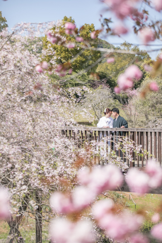小貫写真館 Paseo nuevo水戸_春ロケーション桜