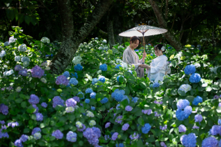 小貫写真館 Paseo nuevo水戸_紫陽花ロケーション