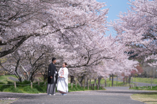 小貫写真館 Paseo nuevo水戸_春ロケーション桜