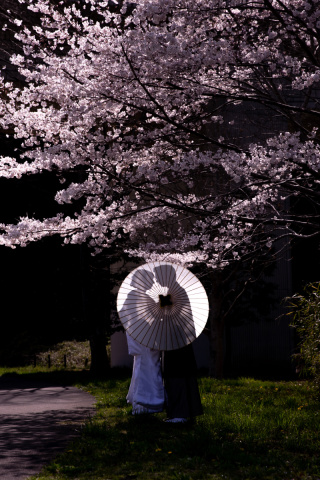小貫写真館 Paseo nuevo水戸_春ロケーション桜