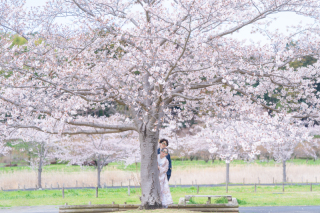 小貫写真館 Paseo nuevo水戸_春ロケーション桜