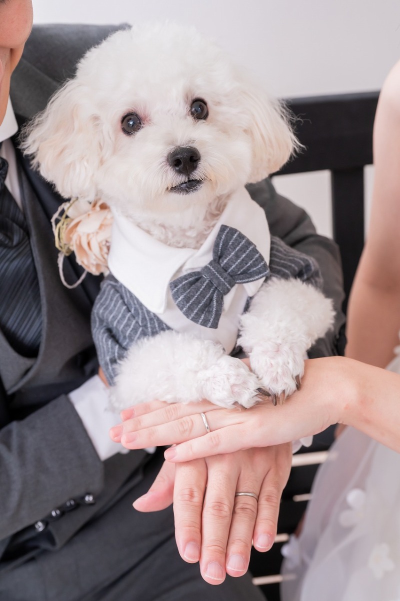 ワンちゃん撮影のお願い①