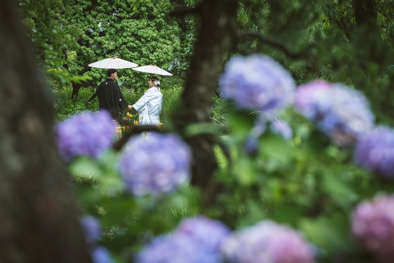 花田苑 紫陽花