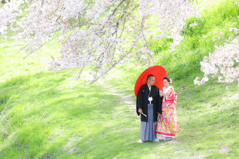 ピンクの打掛で桜と・・