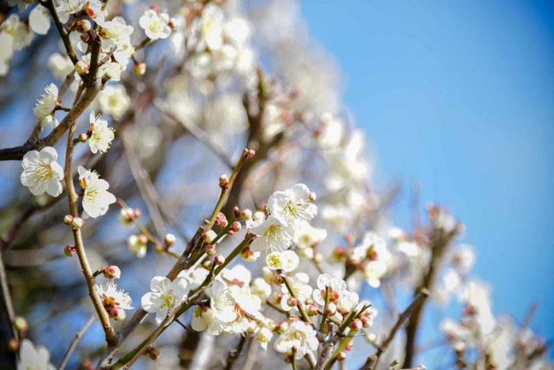 華雅苑 新越谷店_庭園で撮影できる
