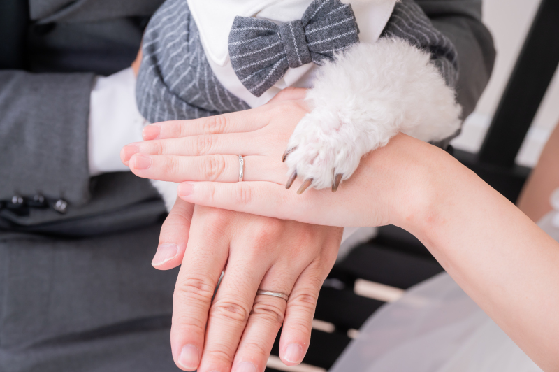 【ワンちゃんと撮影】スタジオ洋装1点プラン★洋装1着・ヘアメイク・データ80カット付♡ 韓国風ドレスも豊富!