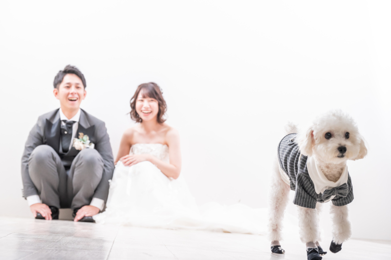 【ワンちゃんと撮影】スタジオ洋装1点プラン★洋装1着・ヘアメイク・データ80カット付♡ 韓国風ドレスも豊富!