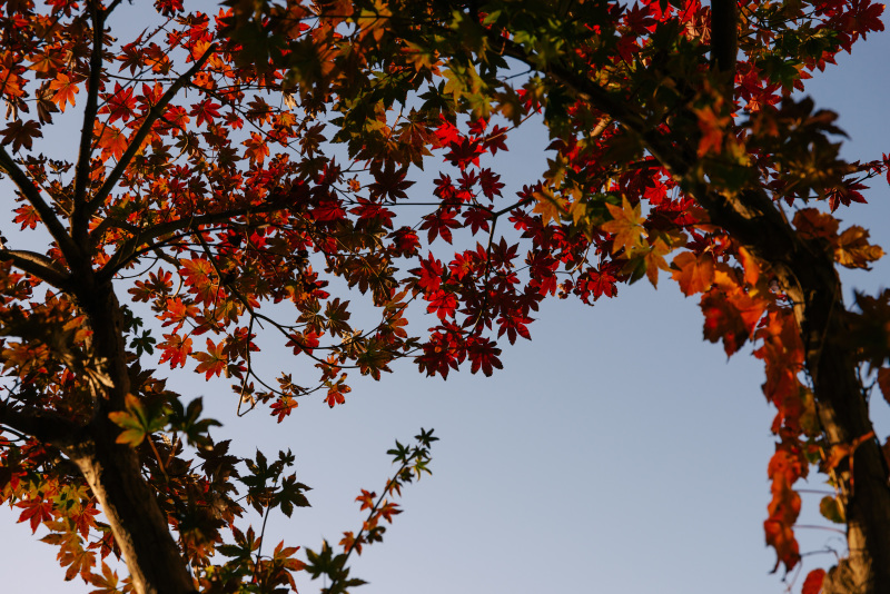 紅葉
