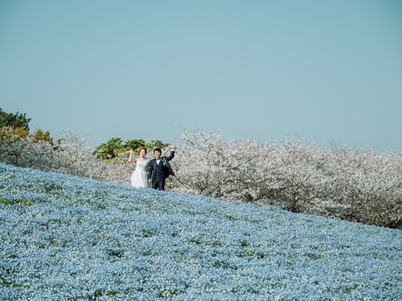 桜&ネモフィラ畑