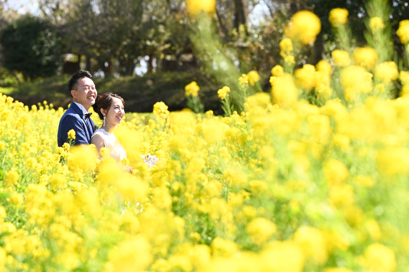 菜の花囲まれて