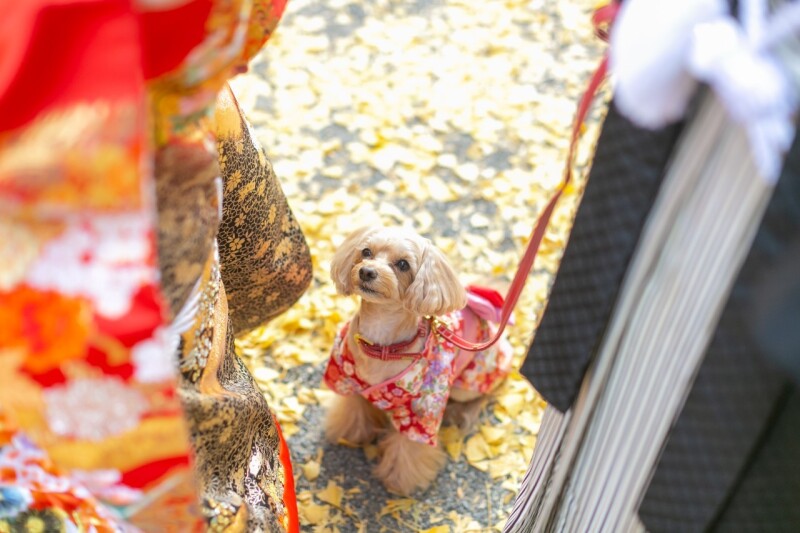 My Little Studio by BRIDES_ペットと一緒に撮影できる