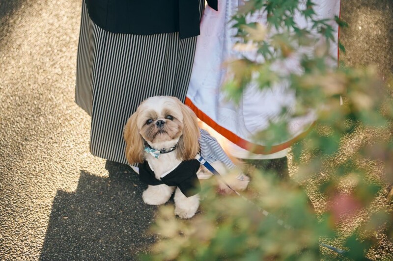 ワンちゃんと一緒にも撮れる