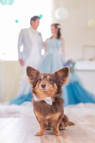 My Little Studio by BRIDES