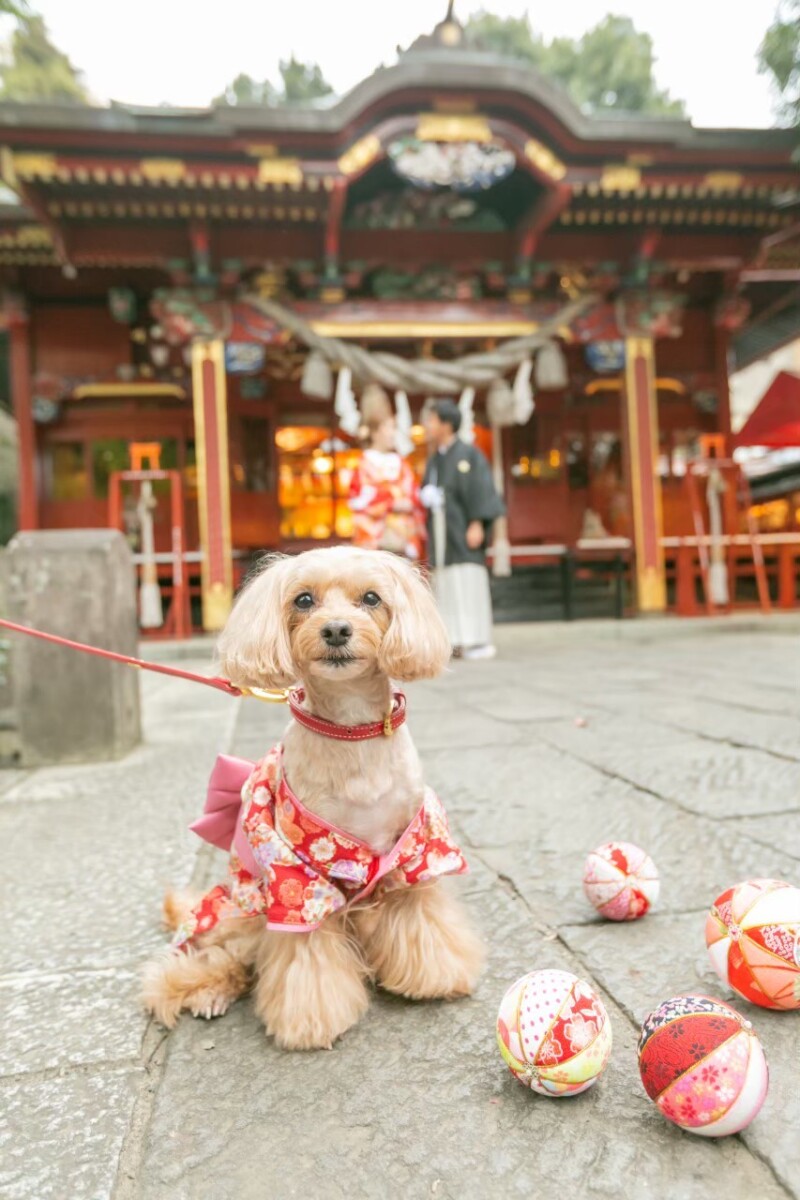ワンちゃんメインなショットも!