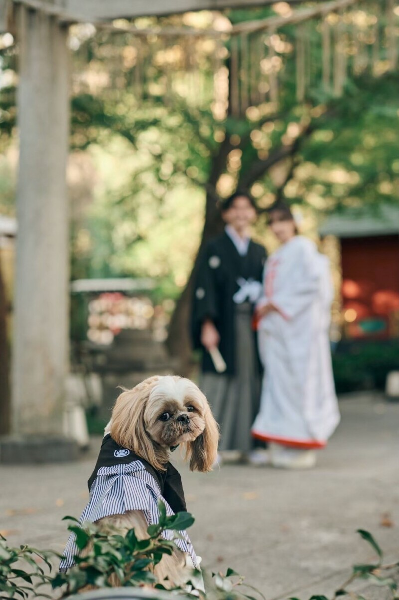ワンちゃんもOK!【冠稲荷神社】和装ロケーションライトプラン(和装1点、お肌レタッチ付データ50カット)