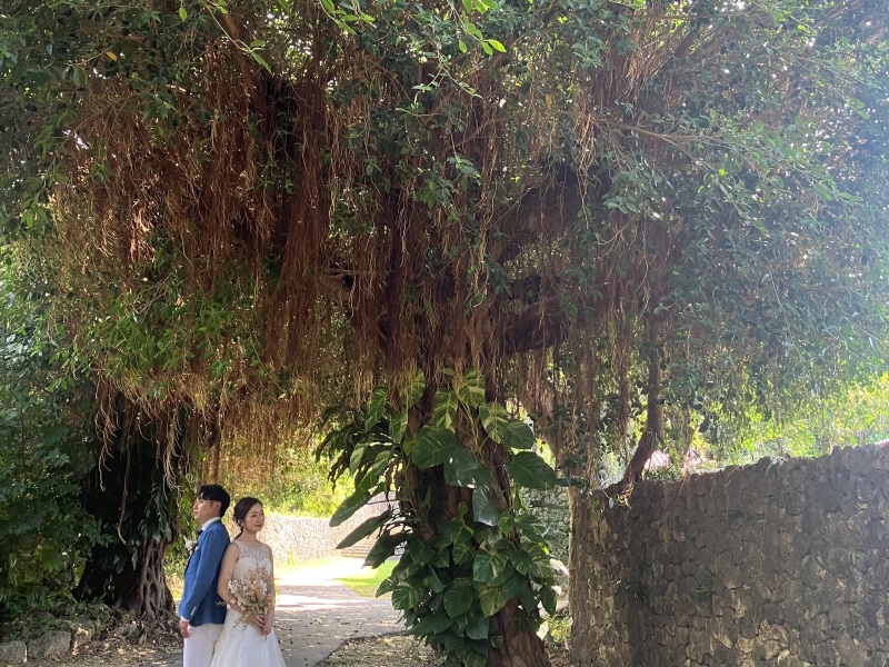 大きなガジュマルの木の下で