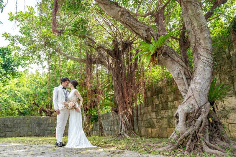 大きなガジュマルも大迫力です!