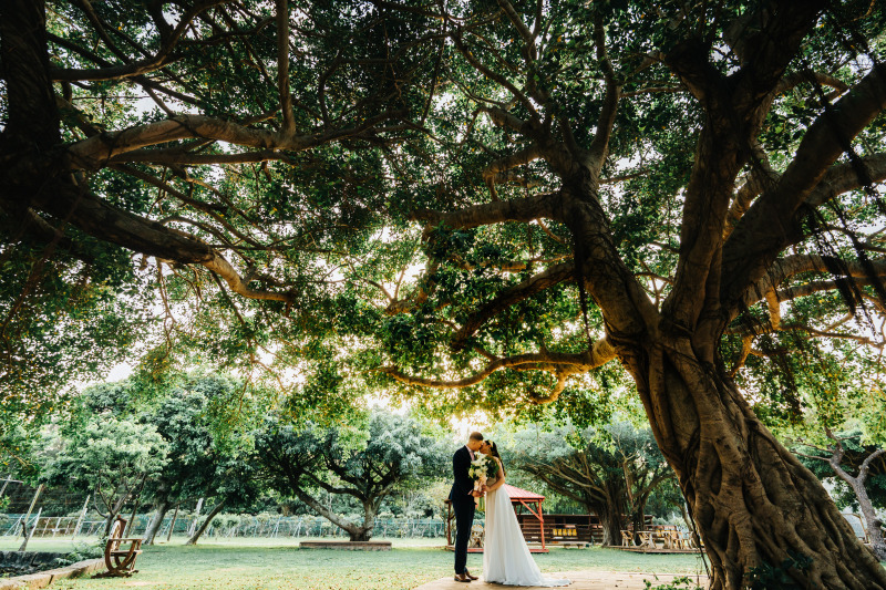 「多幸の樹」ガジュマル