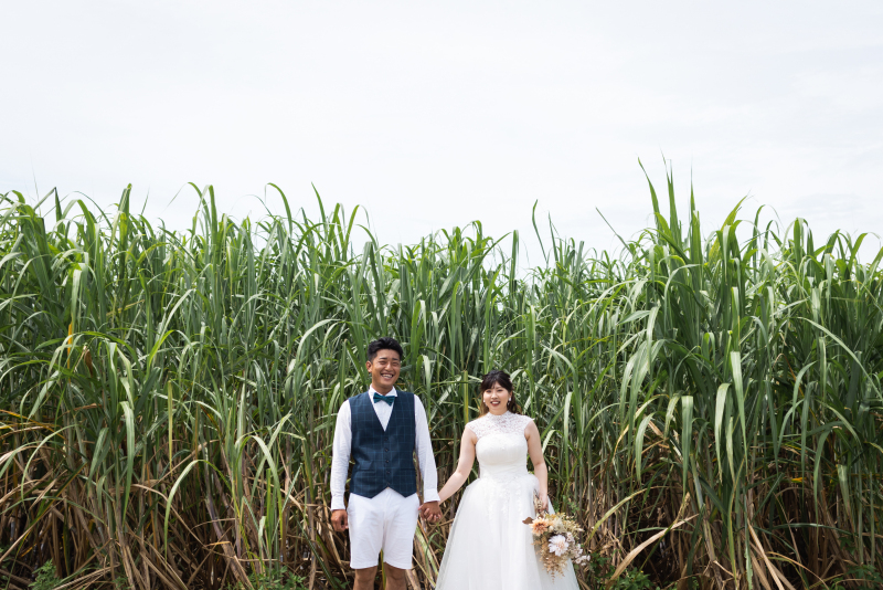 背よりも高いサトウキビ