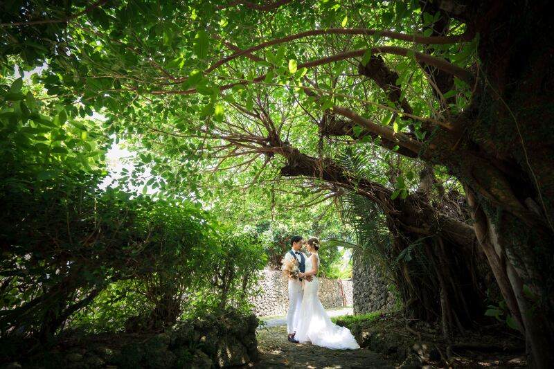 ガジュマルと木漏れ日