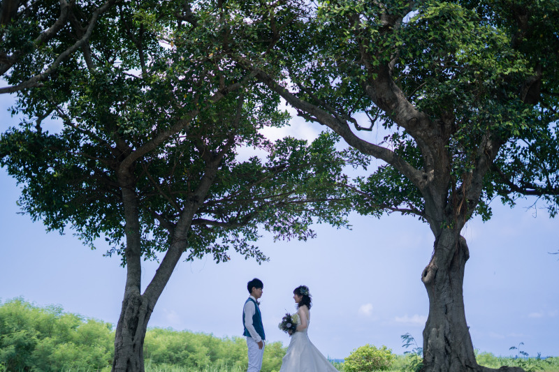 ガジュマル並木の下で