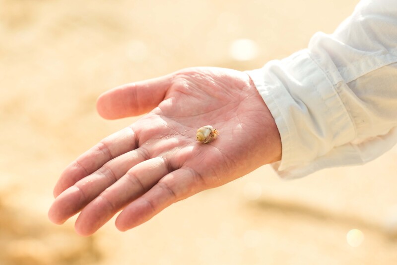 これなーんだ？