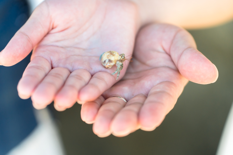 ヤドカリも遊びに来ました☺