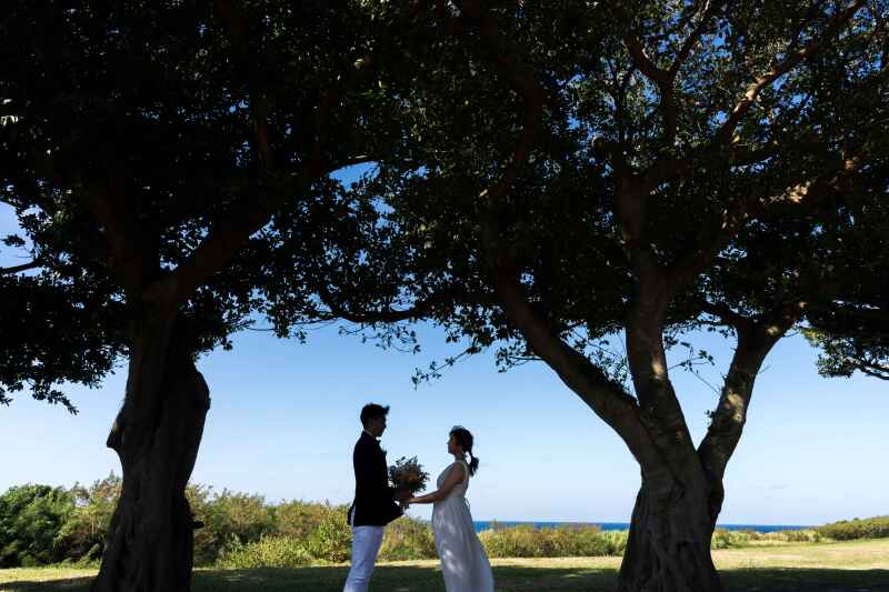 大草原とガジュマル