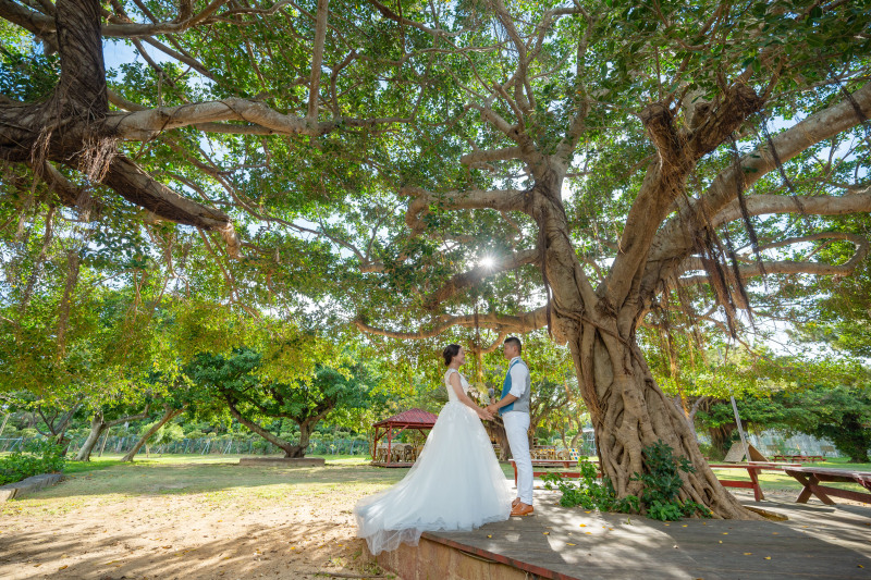 ガジュマルの木下の下で