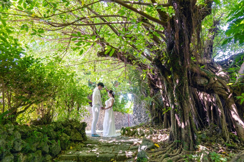 大きなガジュマルと