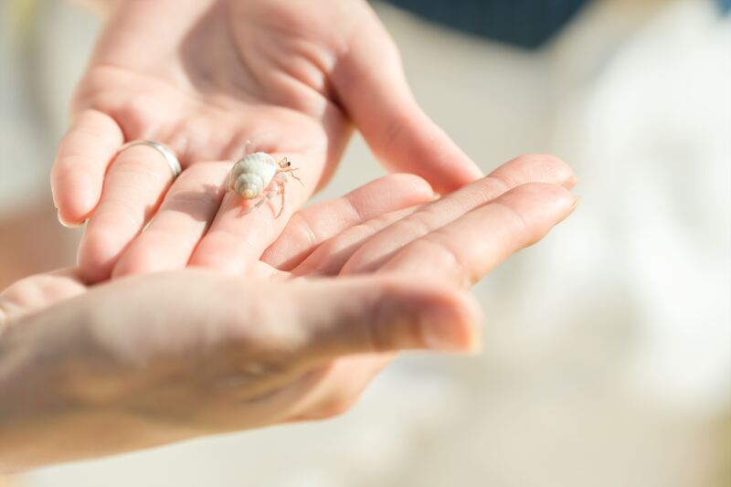 ヤドカリさんも祝福♪