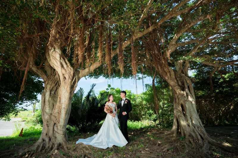 ガジュマルの樹