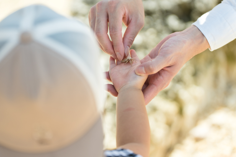 ヤドカリ見つけたよ!