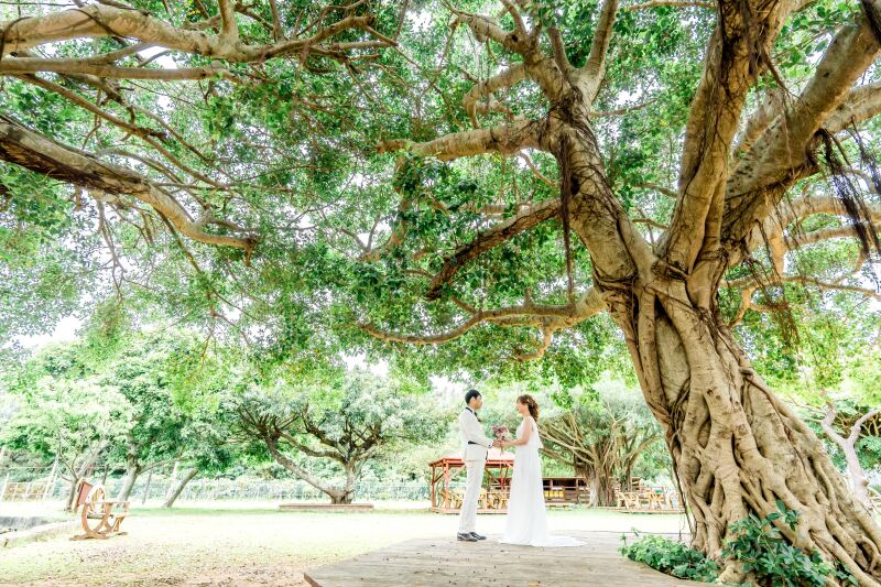 大きなガジュマルの樹の下で
